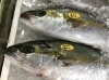 「魚魚市場鮮魚コーナーおすすめは「ヤイトガツオ」「お弁当」です」