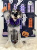 いっぽくん「Happy Halloween 2026🎃」