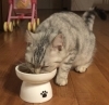 お腹すいたね…寂しくならぬ様 食事の合間に退室を「GWは混み合います！ご予約はお早めに〜猫ちゃんのお留守番はお家が1番！安心安全をキャットシッターがサポートします！」