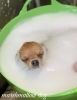 テチちゃん　ねむねむ中〜「冬のオプションキャンペーン　^ - ^」
