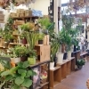 「【はなやホック皆生店】鉢入荷しました」