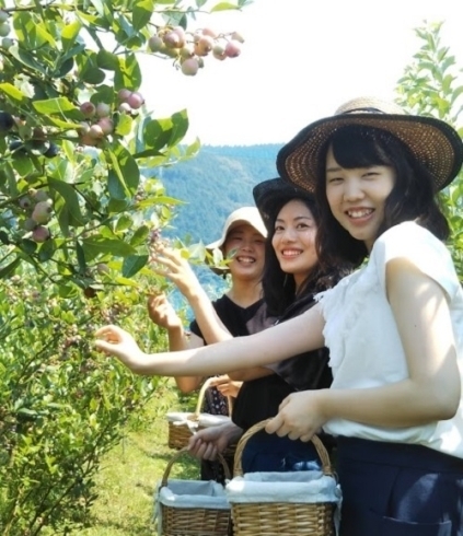 西条市飯岡にある西条ブルーベリー農園さんでブルーベリー狩りのシーズン到来です まいぷれ新居浜 まいぷれ西条編集部のニュース まいぷれ 西条市 西条市飯岡にある西条ブルーベリー農園さんでブルーベリー狩りのシーズン到来です まいぷれ新居浜 まいぷれ西条編集部のニュース まいぷれ 西条市