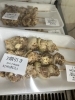 割引き「お惣菜火曜日割引き実施中」