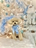 ぽんかんくん「2025 Merry Xmas🎄」