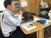 「仕事中の書類に乗るクルミ」