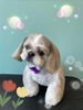 「可愛い子ちゃん♡ Dog salon mofu mofu 余市町」