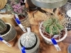 店長が選び抜いた レア多肉植物１点物入荷 Lapガーデン 花と緑 おいしいお米の専門店 のニュース まいぷれ 豊明 東郷 日進 長久手