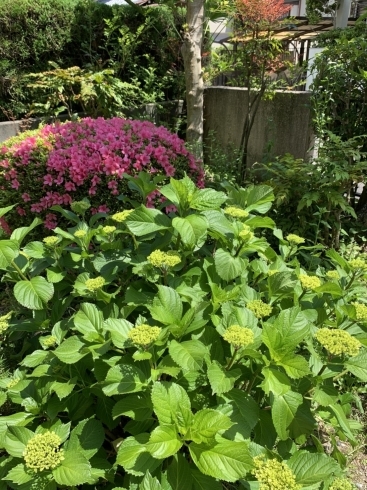 「植木屋ハッピーグリーンです！」