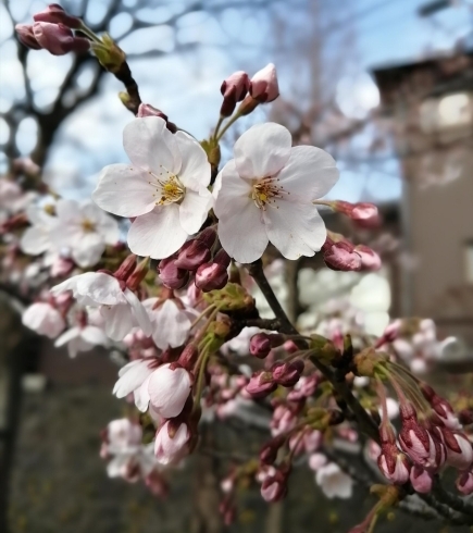 日当たりの良い場所では咲き誇ってました「第４０回酒田日和山公園桜まつり」