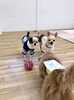 ふたりとも楽しい🎵のお顔😍「ましゅまろ幼稚園　🐶」