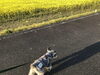 当店の近くの菜の花畑と愛犬。綺麗…ですね！「桜・菜の花、花見は、あがわで…」