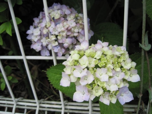 傘 の目印 リオネットセンター 糸島のニュース まいぷれ 糸島市