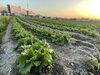 新鮮京野菜「【4月の当園の様子】その日に収穫その日に店頭へ」