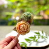 ◆五福工房×五福Cafe◆新触感の『華笑美あずきアイスバー』◆【東区】