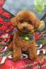 トイプードルのアオくんのトリミング「トイプードルのロンちゃん♪ クリスマスフォトで可愛くポーズ！」