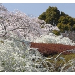 愛知県緑化センター「花めぐり」サクラ/ユキヤナギ