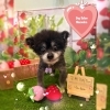 ポメラニアン　カット「🎉1周年🐶景品プレゼント🎁ポメラニアン、柴犬、トリミングのお友達🍓」