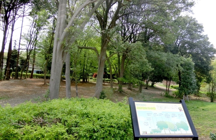 白井総合公園　生き物たちの林