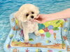 すいちゃん「波とわんこ🌊」