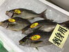 「魚魚市場鮮魚コーナーおすすめは「サヨリ・クロ・イサキ」です♪」