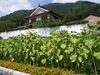 一番花の後、脇から咲いた西向きの小さめのヒマワリ「ひまわり見に来て下さった方　有難うございます。」