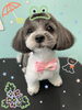 「可愛い子ちゃん♡ Dog salon mofu mofu 余市町」