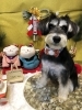 「🐶今日のトリミングのお友達🎍」
