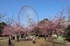 江戸川区内で河津桜が見れるスポット4選 みんなで作る えどがわ公園map まいぷれ 江戸川区 江戸川区内で河津桜が見れるスポット4選 みんなで作る えどがわ公園map まいぷれ 江戸川区