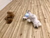 さらにバタバタ。「ましゅまろ幼稚園　^o^」