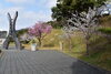 「～本日の桜情報～」