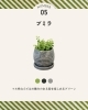 プミラ「【花小金井】ミニ観葉植物が入荷しました🌿」