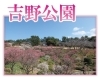 お花見するならココ 鹿児島市 日置市の桜特集 まいぷれ 鹿児島 日置