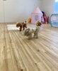 咲良ちゃん　リズくん　フリスビー「ましゅまろ幼稚園🐾パート２」