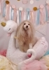 おすまし　リズくん「Anniversary photo　&　koniwanからのお知らせ　(*´ω｀*)」