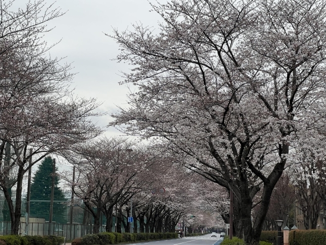 スタジアム通りと朝日町通りの間の南北の通りの桜「東京都府中市の桜スポットのお花見、開花、満開の情報　2023年3月」