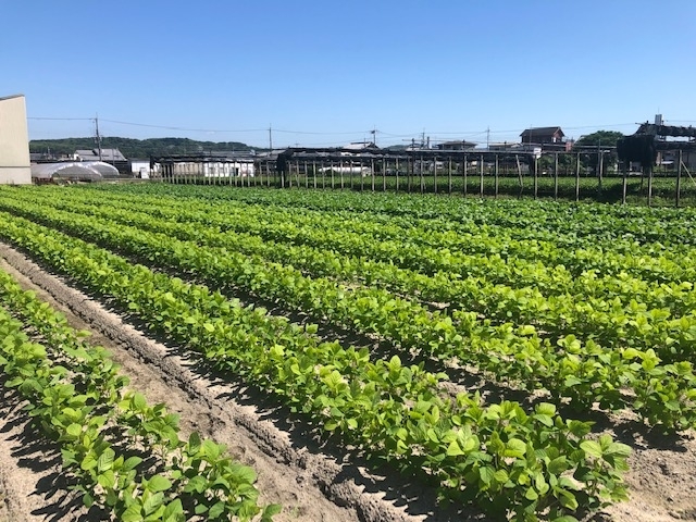 収穫体験　黒枝豆　新鮮京野菜「収穫祭、初開催しまーす！！！　」