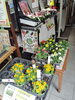 ジニア、メランポジウムも販売中！「明日、6/9 火曜日　八王子産野菜&花苗がアツい！　大根、原木椎茸、卵、長ねぎ、リーフレタス、　ロメイレタス、きゅうり、新玉ネギ、小松菜、ミニトマト、トマト、キャベツ、人参、いんげん、バジル、春菊、ズッキーニなど　オール八王子産。超新鮮。　」