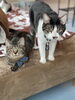 桃太郎「猫部屋のボス！　桃太郎」