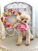 ぽんかんくん「わんこと秋桜　🐾」