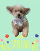 「Dog salon mofu mofu　余市町」