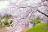 横浜市港北区のお花見スポット 大曽根第三公園 港北区のお花見特集 桜 梅の名所一覧 まいぷれ 横浜市港北区