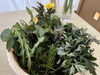 土手から摘んできた野草ちゃんたち。野草蒸しに♪「思考をうまく使って想い描く未来を創れます[米子占い]」