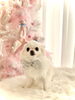 そらくん／ロングコート・チワワ「MerryXmas ^o^」