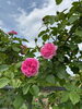 ピンクも素敵ですね「バラを見てきました🌹」