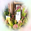 サラセニア「観葉植物色々入荷しました！」