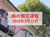 大阪 梅の開花速報をお届け 18年3月13日更新 大阪 梅の開花情報 まいぷれ 大阪市中央区