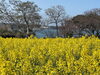 長崎鼻　菜の花フェスタ②「別府市　学習塾RainBow　豊後高田　長崎鼻　菜の花フェスタ　【別府　塾　個別指導　高校入試　大学入試　新規生募集中】」