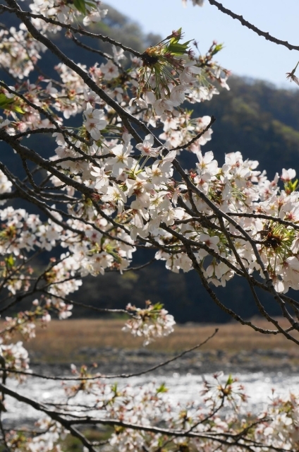 相模川と桜