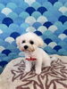 マルチーズのニコちゃん🧸「トリミング🐶」