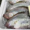 「魚魚市場鮮魚コーナーおすすめは「ツキヒ貝・北海道産活ホタテ」です」